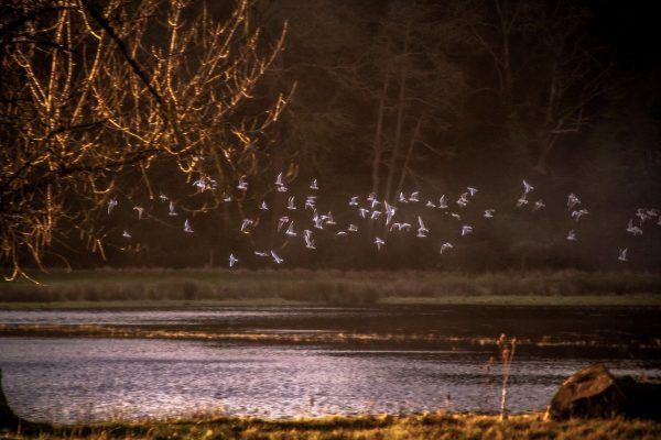 Mouilleron-le-Captif (Vendée) – Etude prospective sur la valorisation du site de Beaupuy